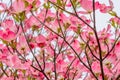 Pink dogwood flowers Royalty Free Stock Photo