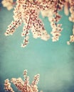 Pink dogwood grunge background Royalty Free Stock Photo