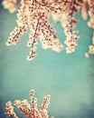 Pink dogwood grunge background