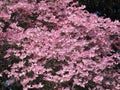Pink Dogwood Tree Royalty Free Stock Photo