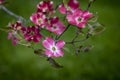 A pink dogwood tree in bloom Royalty Free Stock Photo