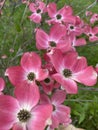Pink dogwood tree blossom flowers Royalty Free Stock Photo