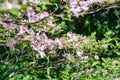 Pink Dogwood tree Cornus Florida in full bloom in springtime. Flowering Dogwood Royalty Free Stock Photo