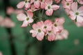 Pink Dogwood Tree Blossom Flowers Closeup Royalty Free Stock Photo