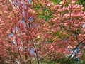 Pink Dogwood Tree Flowers in Spring Royalty Free Stock Photo