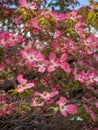 Pink dogwood tree in full bloom in springtime Royalty Free Stock Photo