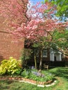 Pink Dogwood Tree in the Neighbhorhood Royalty Free Stock Photo