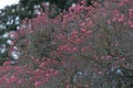 Pink Dogwood Tree Royalty Free Stock Photo