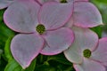 Pink Dogwood