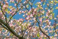 Pink Dogwoods in Bloom