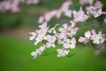 Pink Dogwoods in Bloom - native Missouri tree