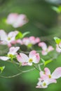 Pink Dogwoods on green - vertical