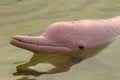 Pink dolphin Royalty Free Stock Photo