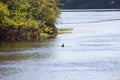 pink dolphin, amazon river, Brazil Royalty Free Stock Photo