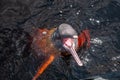 Pink dolphin in black river, Brazilian Amazon region, Amazonas, Brazil Royalty Free Stock Photo