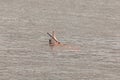 Pink dolphin in black river, Brazilian Amazon region, Amazonas, Brazil Royalty Free Stock Photo