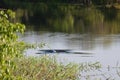 Pink dolphin, Brazil Royalty Free Stock Photo