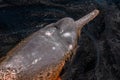 Pink dolphin in black river, Brazilian Amazon region, Amazonas, Brazil Royalty Free Stock Photo