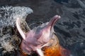 Two pink dolphins with their heads out of the water of the Negro river, Amazonas, Brazil Royalty Free Stock Photo