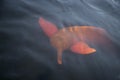 Pink dolphin, Inia geoffrensis Royalty Free Stock Photo
