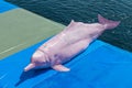 Pink Dolphin Royalty Free Stock Photo