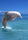 Pink Dolphin Royalty Free Stock Photo