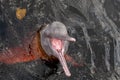 Pink dolphin showing its teeth out of the Negro river water, Amazonas, Brazil Royalty Free Stock Photo