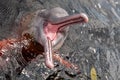 Pink dolphin showing its teeth out of the Negro river water, Amazonas, Brazil Royalty Free Stock Photo