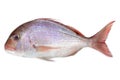 Pink Dorada fish isolated on white background