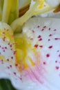 Pink Dot, Stargazer Lily Flower Petal