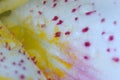 Pink Dot, Stargazer Lily Flower Petal