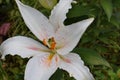 Pink Dot, Stargazer Lily Flower Petal Royalty Free Stock Photo