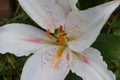 Pink Dot, Stargazer Lily Flower Petal Royalty Free Stock Photo