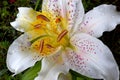 Pink Dot, Stargazer Lily Flower Petal