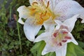 Stargazer White Lily Blossoms