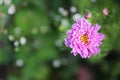 Pink Double Dutch Cosmo Flower Close up