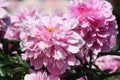 Pink double flower of Paeonia lactiflora cultivar Kievskaya Rus`. Flowering peony