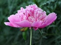 Pink double flowered peony