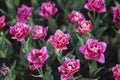 Pink double-flowering tulips, bright flowers blooming in the garden park. Natural spring background