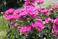 Pink double flowers of Paeonia lactiflora cultivar Glory Hallelujah. Flowering peony