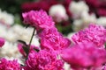 Pink double flowers of Paeonia lactiflora cultivar Glory Hallelujah. Flowering peony