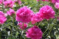 Pink double flowers of Paeonia lactiflora cultivar Glory Hallelujah. Flowering peony