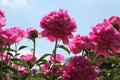 Pink double flowers of Paeonia lactiflora cultivar Glory Hallelujah. Flowering peony