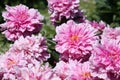 Pink double flowers of Paeonia lactiflora cultivar Kievskaya Rus`. Flowering peony