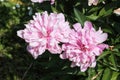 Pink double flowers of Paeonia lactiflora cultivar Schafe. Flowering peony plant in garden Royalty Free Stock Photo