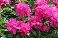 Pink double flowers of Paeonia lactiflora cultivar Victoire de la Marne. Flowering peony plant in garden