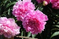 Pink double flowers of Paeonia lactiflora cultivar Voskhod. Flowering peony Royalty Free Stock Photo