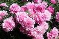 Pink double flowers of Paeonia lactiflora cultivar Voskhod. Flowering peony Royalty Free Stock Photo