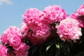 Pink double flowers of Paeonia lactiflora cultivar Voskhod. Flowering peony Royalty Free Stock Photo