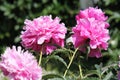 Pink double flowers of Paeonia lactiflora cultivar Voskhod. Flowering peony Royalty Free Stock Photo